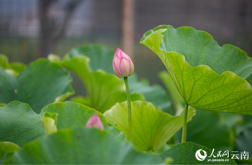 即將盛開的荷花。人民網(wǎng)記者 虎遵會攝