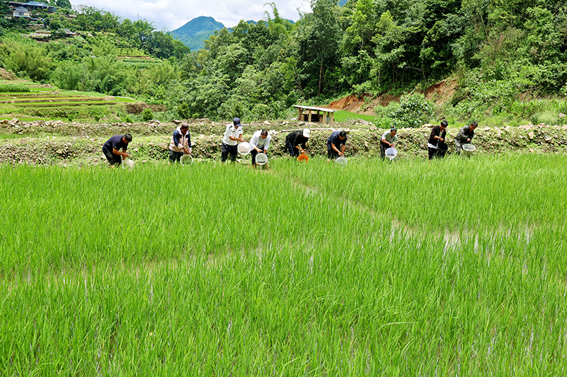 村民正在放魚。高丹攝