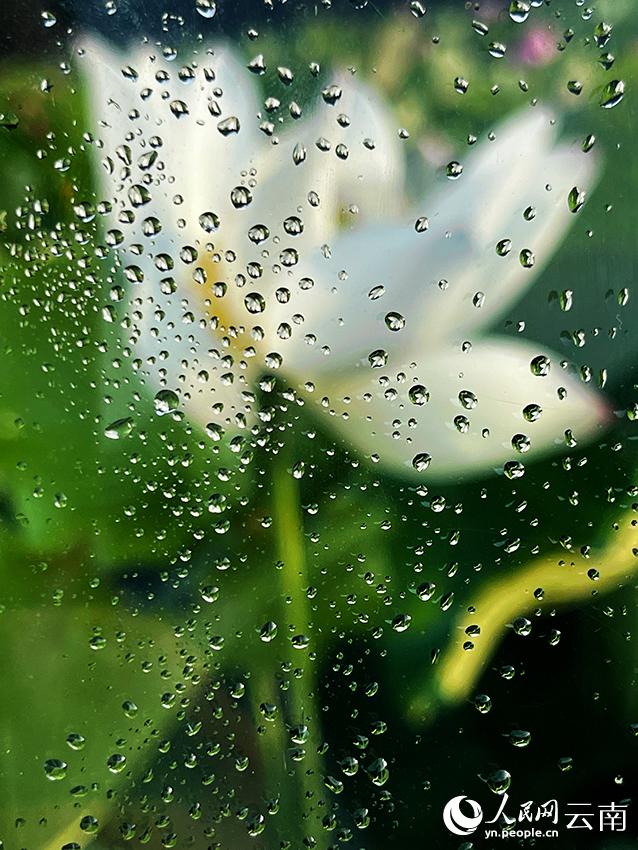 雨中的荷花。李明攝