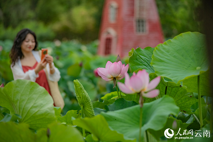 游客觀荷賞景。熊平祥攝