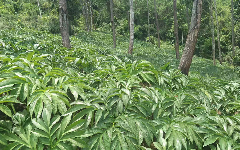 林下魔芋種植長勢良好。羅永民攝