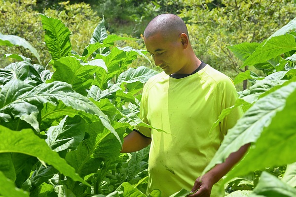 趙麗軍在田間查看煙葉長(zhǎng)勢(shì)。劉暢攝