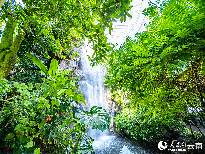 因植物種類多，昆明植物園被愛好者稱為“綠野仙蹤”。徐俊攝