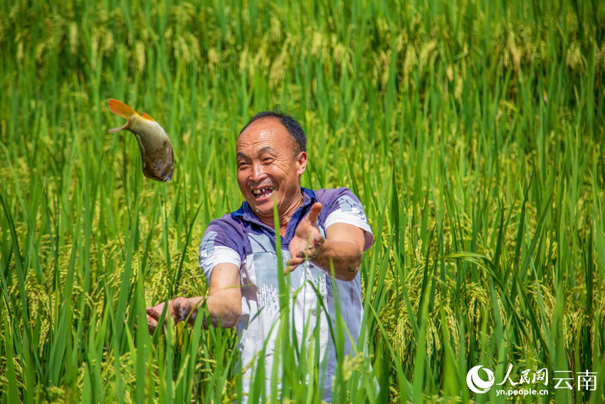 村民在稻田里抓魚。人民網(wǎng)記者虎遵會攝.jpg