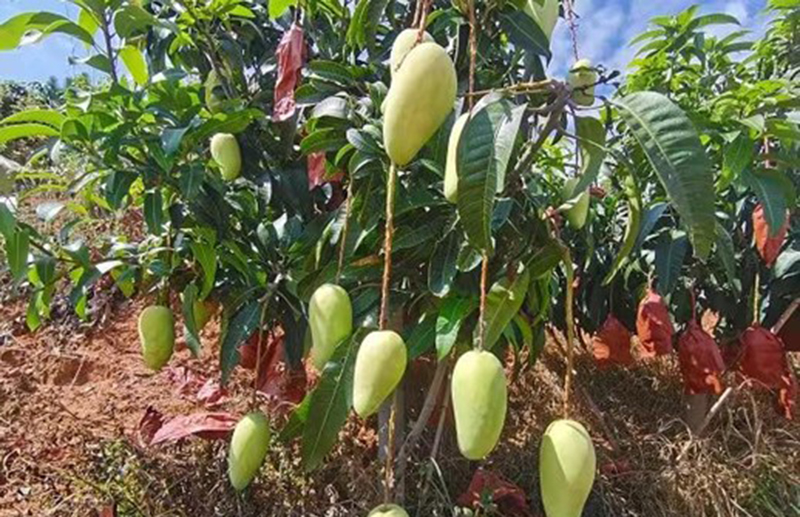 【2】永仁縣永定鎮(zhèn)云龍村的哲林4萬畝晚熟芒果種植基地一角。云南省工商聯(lián)供圖