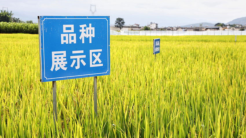 施甸縣水稻兩用核不育系繁育基地。施甸縣融媒體中心供圖