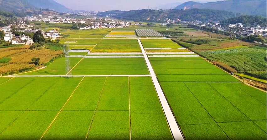 施甸縣的水稻兩用核不育系繁育基地。施甸縣融媒體中心供圖