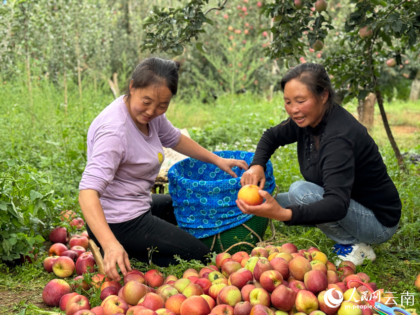 昭通市昭陽區(qū)灑漁鎮(zhèn)果農(nóng)正在分揀蘋果。人民網(wǎng)記者 蔡樹菁攝