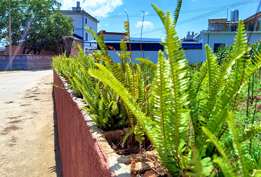 擋墻上種植的花卉。