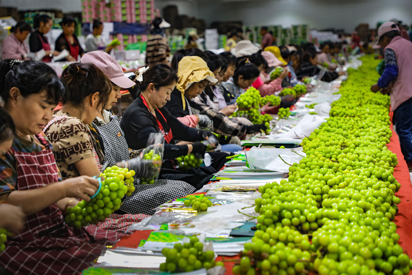 葡萄產(chǎn)業(yè)的發(fā)展，為當(dāng)?shù)卮迕裉峁┝吮憬莸膭?wù)工機(jī)會(huì)。杜明彥攝