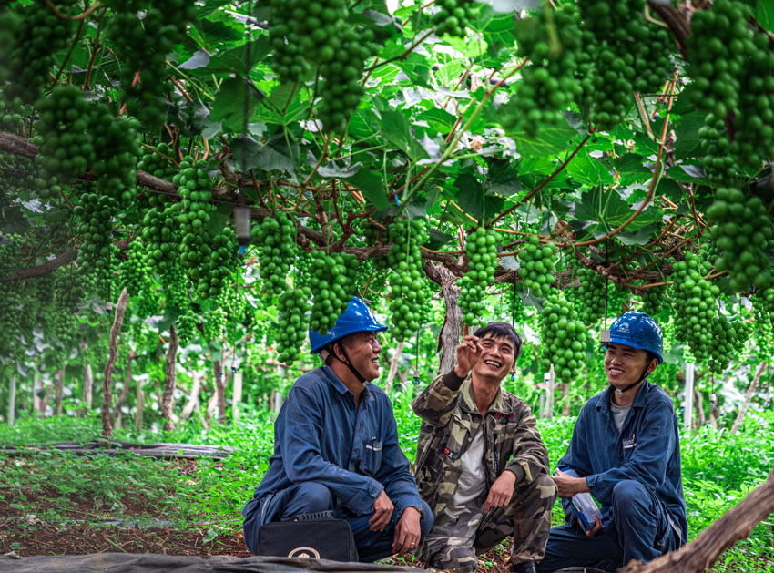 葡萄種植戶向供電所員工介紹澆灌用電需求。杜明彥 攝