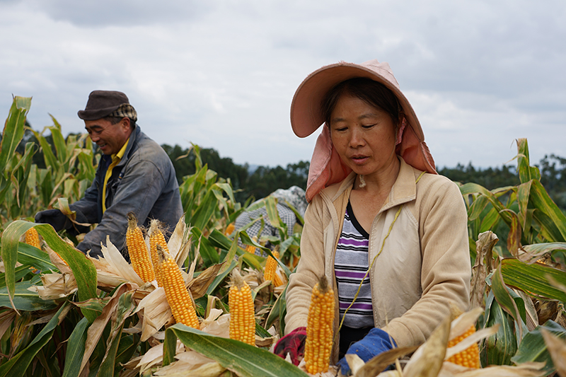 芳華鎮(zhèn)戚家山村村民正忙著掰玉米。