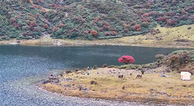 雪山深處這棵樹(shù)紅得仙氣飄飄