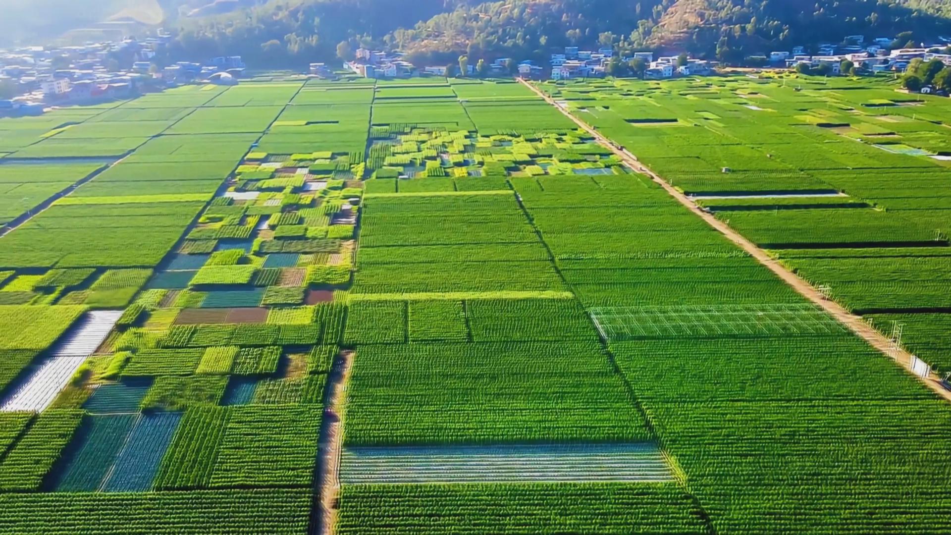 元謀農(nóng)田航拍。元謀縣融媒體中心供圖