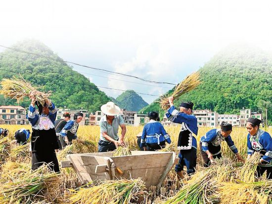 廣南縣八寶鎮(zhèn)平豐村首個(gè)“嘗新米慶豐收節(jié)”