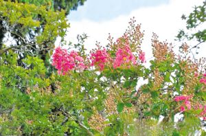 圖為進(jìn)入花期的紫薇古樹(shù)。昆明市黑龍潭公園供圖